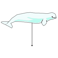 _images/beluga.png